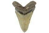 Huge, Fossil Megalodon Tooth - North Carolina #188212-2